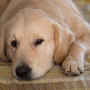 Canine Calmness: A Relaxing Dog in Ambient Serenades - Chakra Cleansing Music Sanctuary