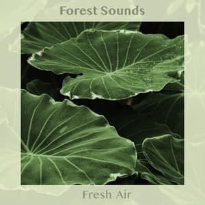 Fresh Air - Forest Sounds