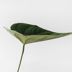 Music for Spa and Meditation - Sleep Sound of Nature