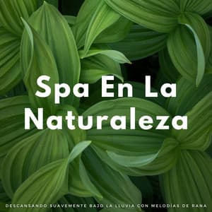 Spa En La Naturaleza: Descansando Suavemente Bajo La Lluvia Con Melodías De Rana - Ambiente De Lluvia