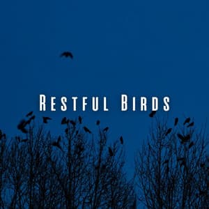 Restful Birds: Heavy Rain and Wind for Deep Sleep - Hurricane Sounds