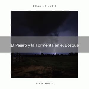 1 El Pájaro y la Tormenta en el Bosque - Academia de Música con Sonidos de la Naturaleza