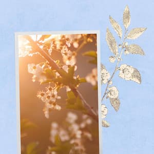 Trumpet Bossa - Background for Fresh Feelings - Early Morning Chill Out Playlist