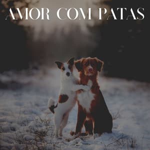 Amor Com Patas - Música de Cachorro Calmante