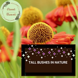 Tall Bushes in Nature - Calm Music
