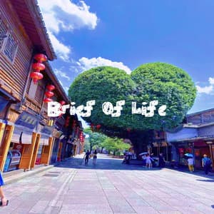 Brief Of Life - PurePiano