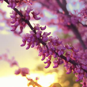 Blossoms at Dusk - Asian Lofi