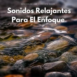 Sonidos De Una Corriente Calma: Sonidos Relajantes Para El Enfoque - Paisaje sonoro de agua goteando