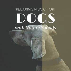Relaxing Music for Dogs with Nature Sounds - Dog Bedtime