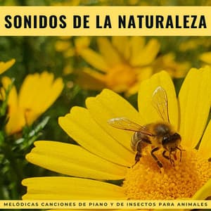 Sonidos De La Naturaleza: Melódicas Canciones De Piano Y De Insectos Para Animales - Naturaleza