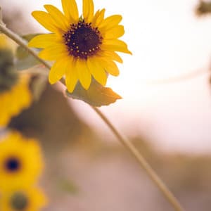 Warm Pink Noise - White Sound