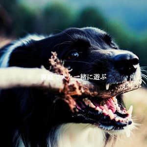 裏庭で犬と一緒に遊ぶ - Cafe BGM Japan