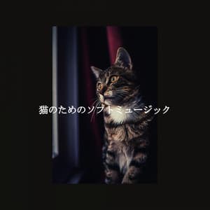 猫のためのソフトミュージック - Jazz Vibe Duo