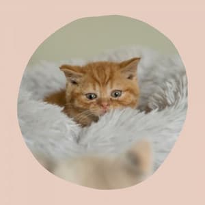 Magical Music for Happy Cat - Trumpet and Alto Sax - Cat Music Relaxation