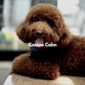 Canine Calm - Night Time Jazz Culture