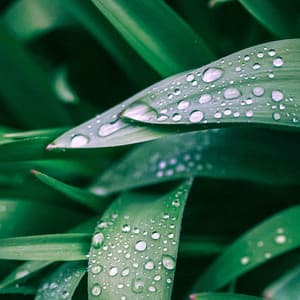 1 Rainy Night: Rainforest Rhythms - 24H Rain Sounds