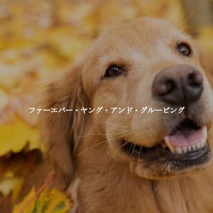 ファーエバー・ヤング・アンド・グルービング - Musica di Sottofondo Jazz