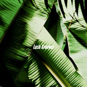 Lush Grooves - Lounge Smooth Jazz Deluxe