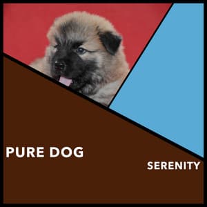 Pure Dog Serenity - Dogs Music Therapy