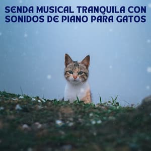 Senda Musical Tranquila Con Sonidos De Piano Para Gatos - Conjunto de música relajante de piano jazz