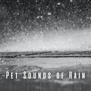 Pet Sounds of Rain: Chill Sounds for Calming Creatures - The Rain Sounds Nature Experts