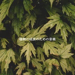 植物の成長のための音楽 - Cafe Music Deluxe