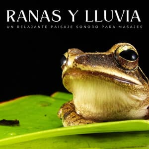 Ranas Y Lluvia: Un Relajante Paisaje Sonoro Para Masajes - Sonido de lluvia ASMR