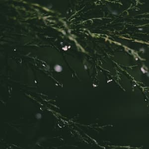 Summer Blissful Summer Rain Sounds for Relaxation & Meditation - Ambient Rain