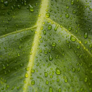 24Hr Rain Therapy: Sounds for Stress Relief - 24H Rain Sounds