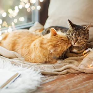 Cat Purring - Cat Purring