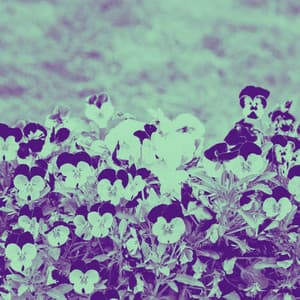 Lo-fi - Ambiance for Connected Images - Lo-fi Pop Sounds