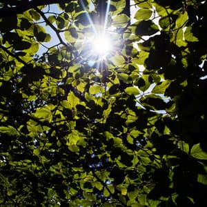 Sunlit Serenade: Nature's Daytime Melodic Affair - Energy Orbiting