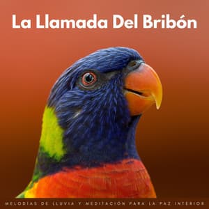 La Llamada Del Bribón: Melodías De Lluvia Y Meditación Para La Paz Interior - Laboratorio de Sonidos de Lluvia