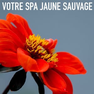 Votre Spa Jaune Sauvage - Solara Dawn