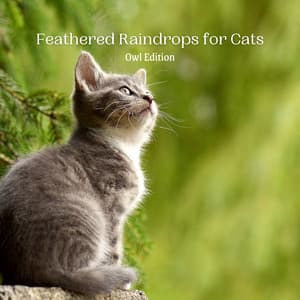 Feathered Raindrops for Cats: Owl Edition - Rain In Spain