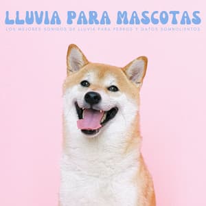 Lluvia Para Mascotas: Los Mejores Sonidos De Lluvia Para Perros Y Gatos Somnolientos - Mascotas relajarse