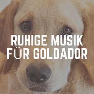 Ruhige Musik für Goldador - Hundemusik
