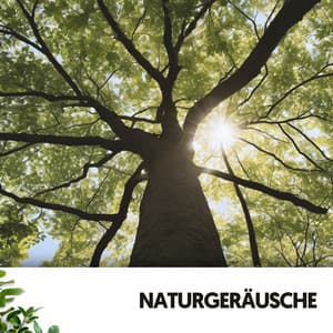 Naturgeräusche: Verflochtene Zweige - Relajacion
