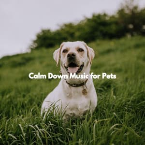 Calm Down Music for Pets - Quebec Jazz Trio