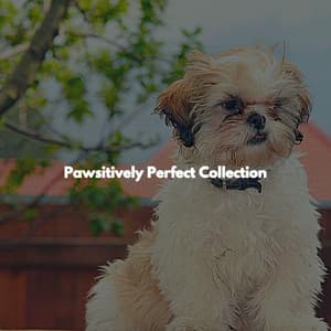 Pawsitively Perfect Collection - Afternoon Jazz Playlist