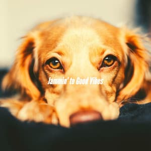 Jammin’ to Good Vibes - Relajado Musica Relajante para Perros
