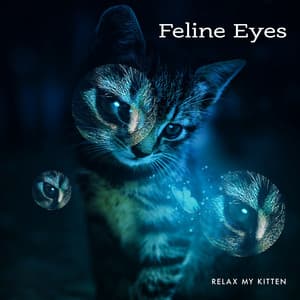 Feline Eyes - Relax My Kitten