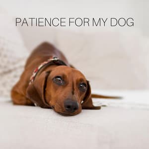 Patience for My Dog - Dog Whisperer
