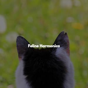 Feline Harmonica - Atmospheric Coffeehouse Society