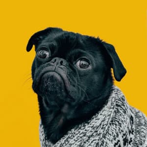 Lofi Dog Playtime: Music for Happy Pup Adventures - LoFi Jazz