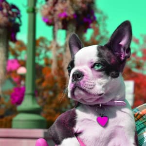 Feelings for Silky Puppy - Sleepy Dogs