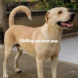 Chilling out your pup - Dog Sleeping Soundtracks Deluxe