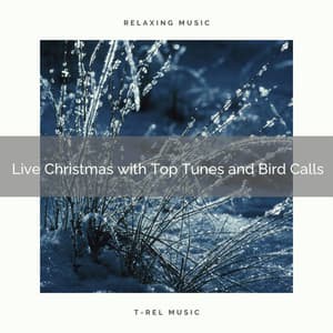 Live Christmas with Top Tunes and Bird Calls - Water Soundscapes