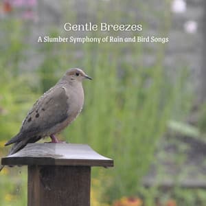 Gentle Breezes: A Slumber Symphony of Rain and Bird Songs - Rain Studios