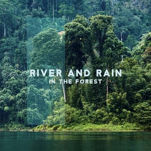 River and Rain in the Forest - Nature Zone
